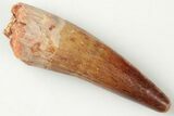 Baby Spinosaurus Tooth - Real Dinosaur Tooth #200927-1